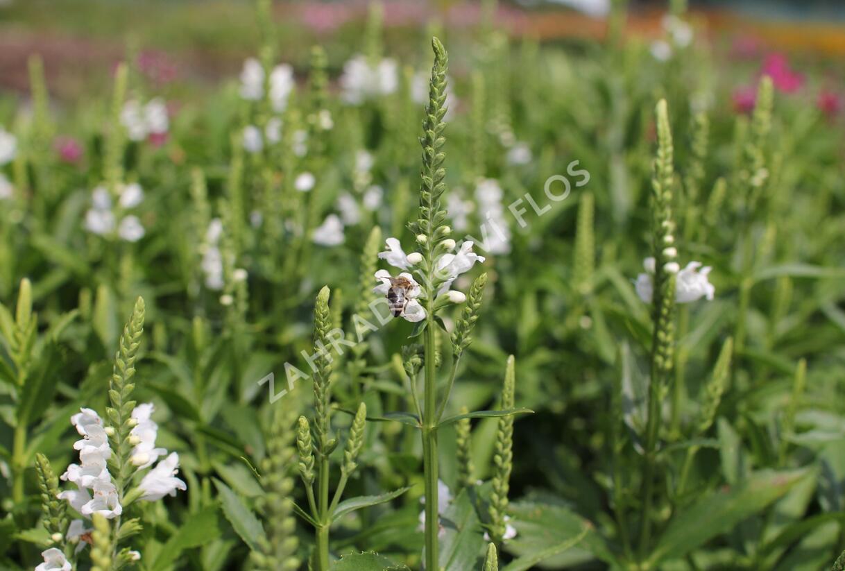Včelník virginský 'Crystal Peak White' - Physostegia virginiana 'Crystal Peak White'