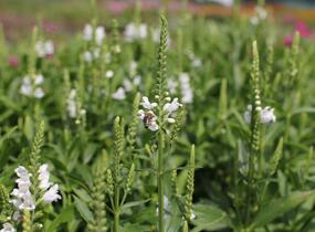 Včelník virginský 'Crystal Peak White' - Physostegia virginiana 'Crystal Peak White'