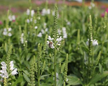 Včelník virginský 'Crystal Peak White'