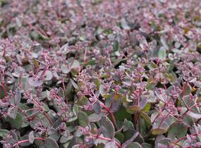 Rozchodník nachový 'Picoletee' - Sedum telephium 'Picolette'