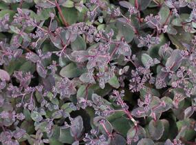 Rozchodník nachový 'Picoletee' - Sedum telephium 'Picolette'