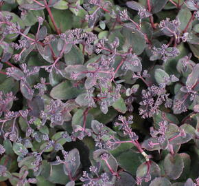 Rozchodník nachový 'Picoletee' - Sedum telephium 'Picolette'