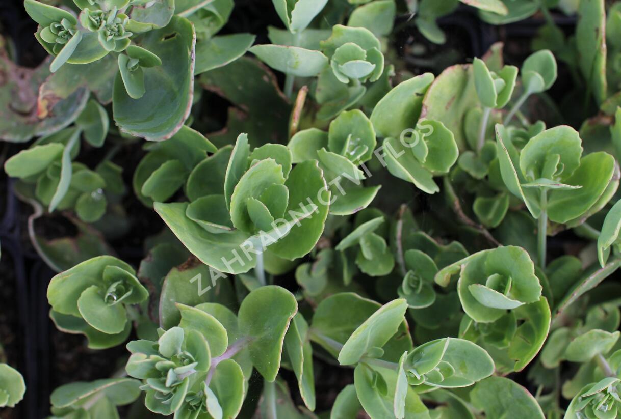 Rozchodník nachový 'Pillow Talk' - Sedum telephium 'Pillow Talk'