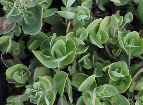 Rozchodník nachový 'Pillow Talk' - Sedum telephium 'Pillow Talk'