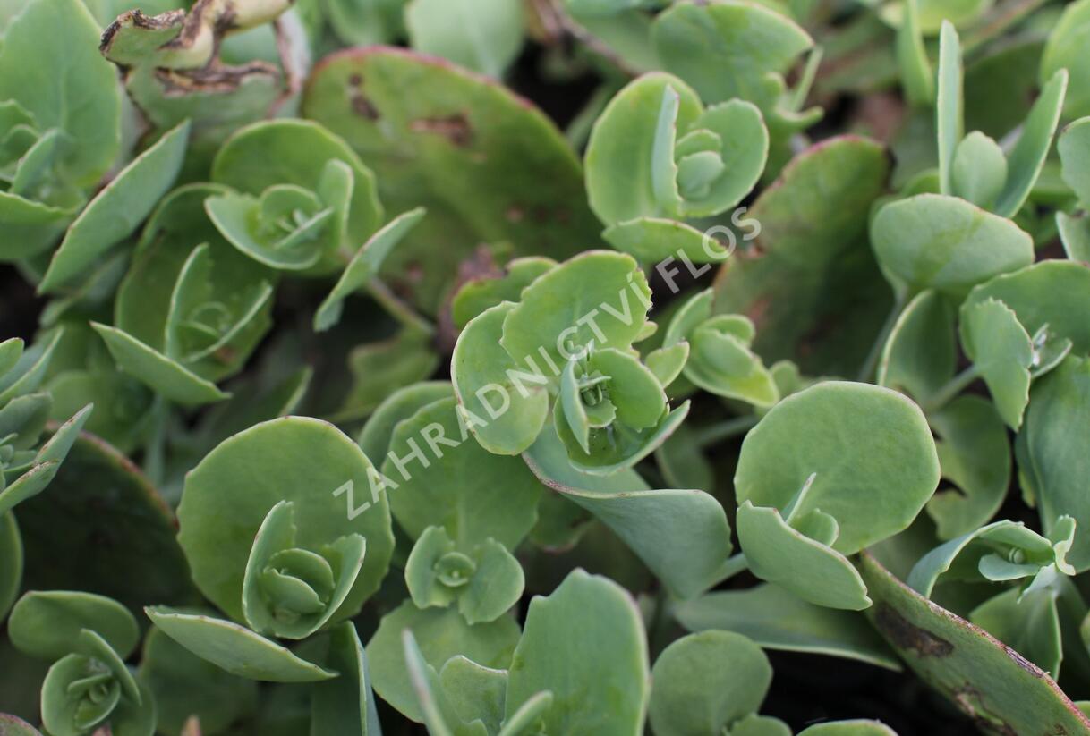 Rozchodník nachový 'Pillow Talk' - Sedum telephium 'Pillow Talk'