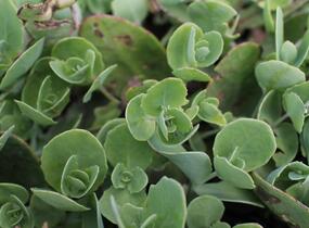 Rozchodník nachový 'Pillow Talk' - Sedum telephium 'Pillow Talk'