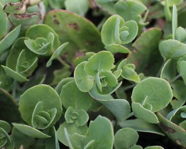 Rozchodník nachový 'Pillow Talk'