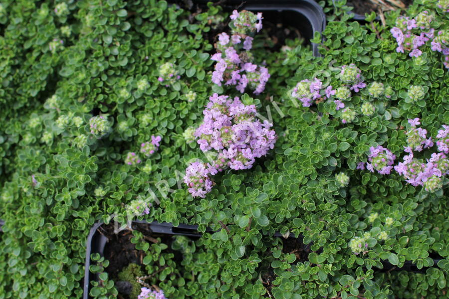 Mateřídouška úzkolistá 'Teracina' - Thymus serpyllum 'Teracina'