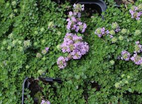 Mateřídouška úzkolistá 'Teracina' - Thymus serpyllum 'Teracina'