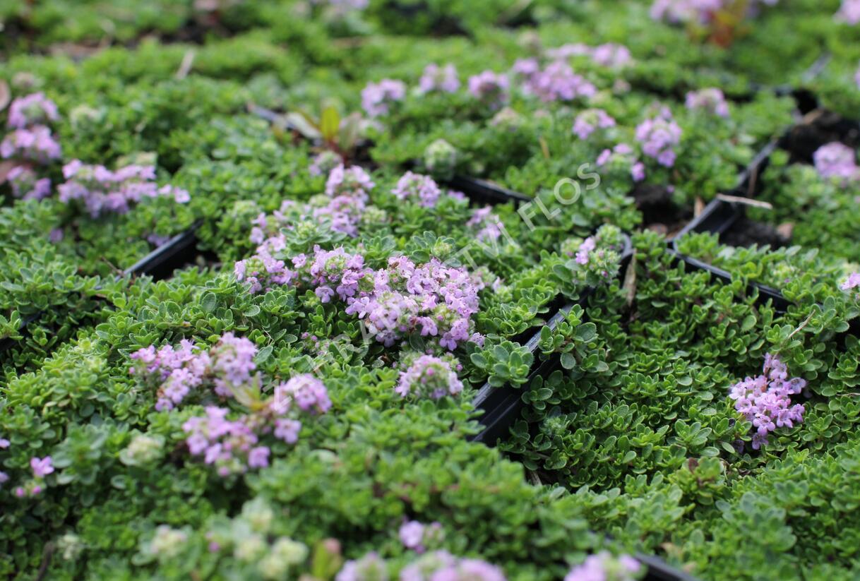 Mateřídouška úzkolistá 'Teracina' - Thymus serpyllum 'Teracina'