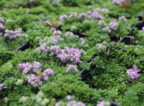 Mateřídouška úzkolistá 'Teracina' - Thymus serpyllum 'Teracina'