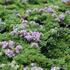 Thymus serpyllum 'Teracina'.JPG
