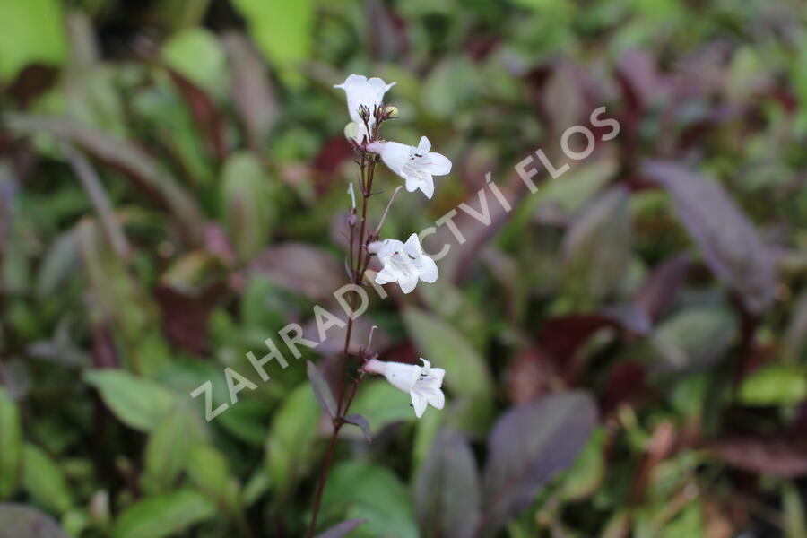 Dračík 'Husker Red Superior' - Penstemon digitalis 'Husker Red Superior'