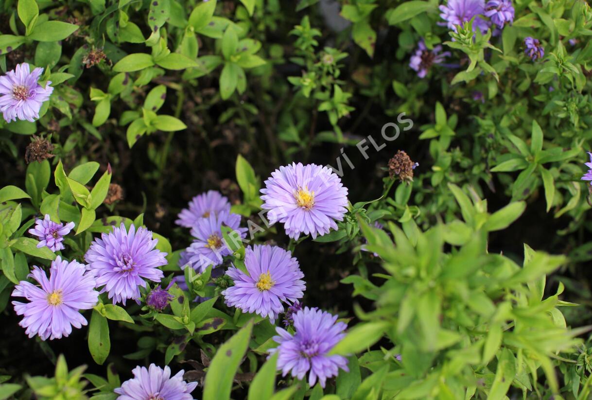 Hvězdnice keříčkovitá 'Island Barbados' - Aster dumosus 'Island Barbados'
