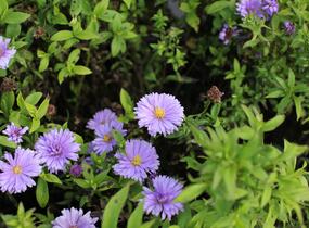 Hvězdnice keříčkovitá 'Island Barbados' - Aster dumosus 'Island Barbados'