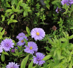 Hvězdnice keříčkovitá 'Island Barbados' - Aster dumosus 'Island Barbados'