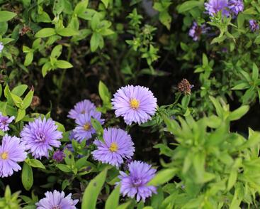 Hvězdnice keříčkovitá 'Island Barbados'