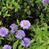 Aster dumosus 'Island Barbados'_01.JPG