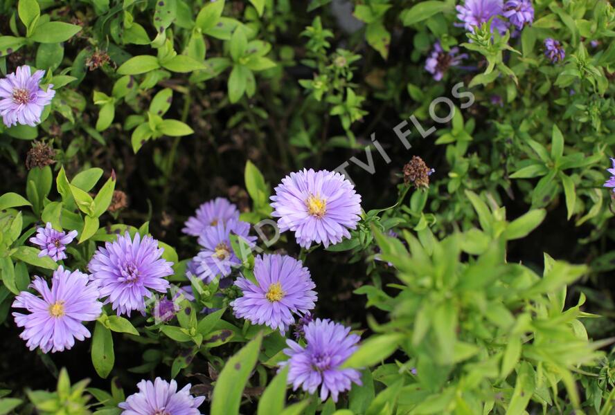 Hvězdnice keříčkovitá 'Island Barbados' - Aster dumosus 'Island Barbados'