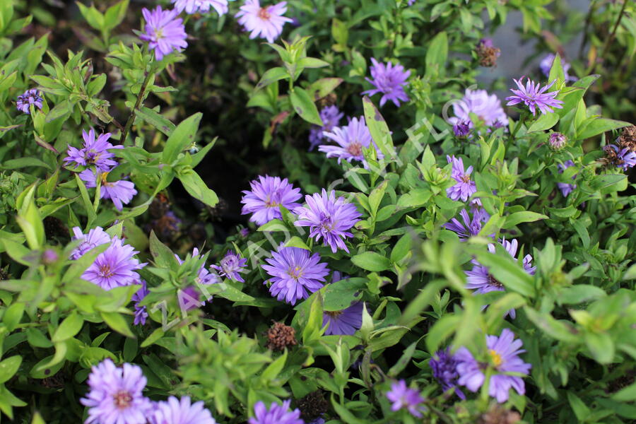 Hvězdnice keříčkovitá 'Island Barbados' - Aster dumosus 'Island Barbados'