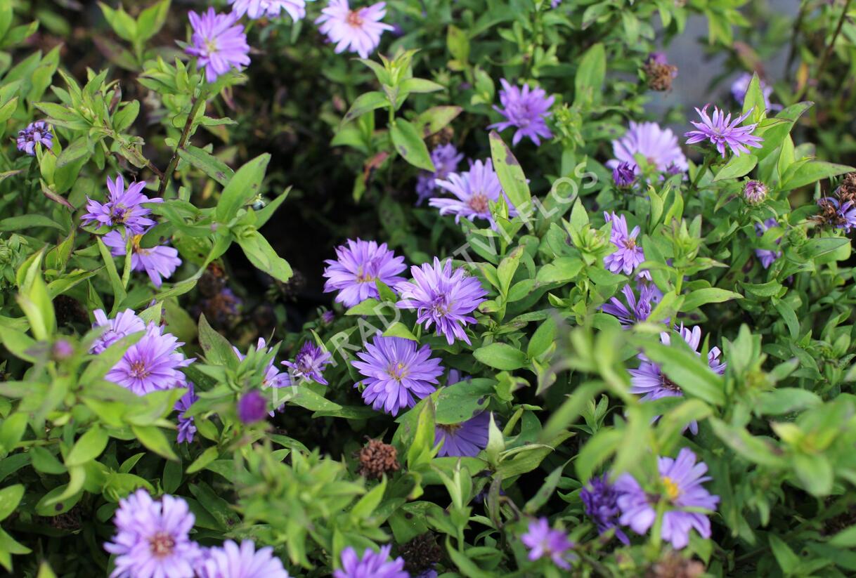 Hvězdnice keříčkovitá 'Island Barbados' - Aster dumosus 'Island Barbados'