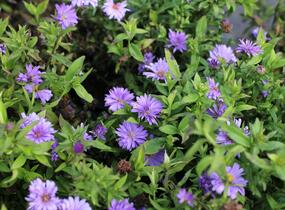 Hvězdnice keříčkovitá 'Island Barbados' - Aster dumosus 'Island Barbados'