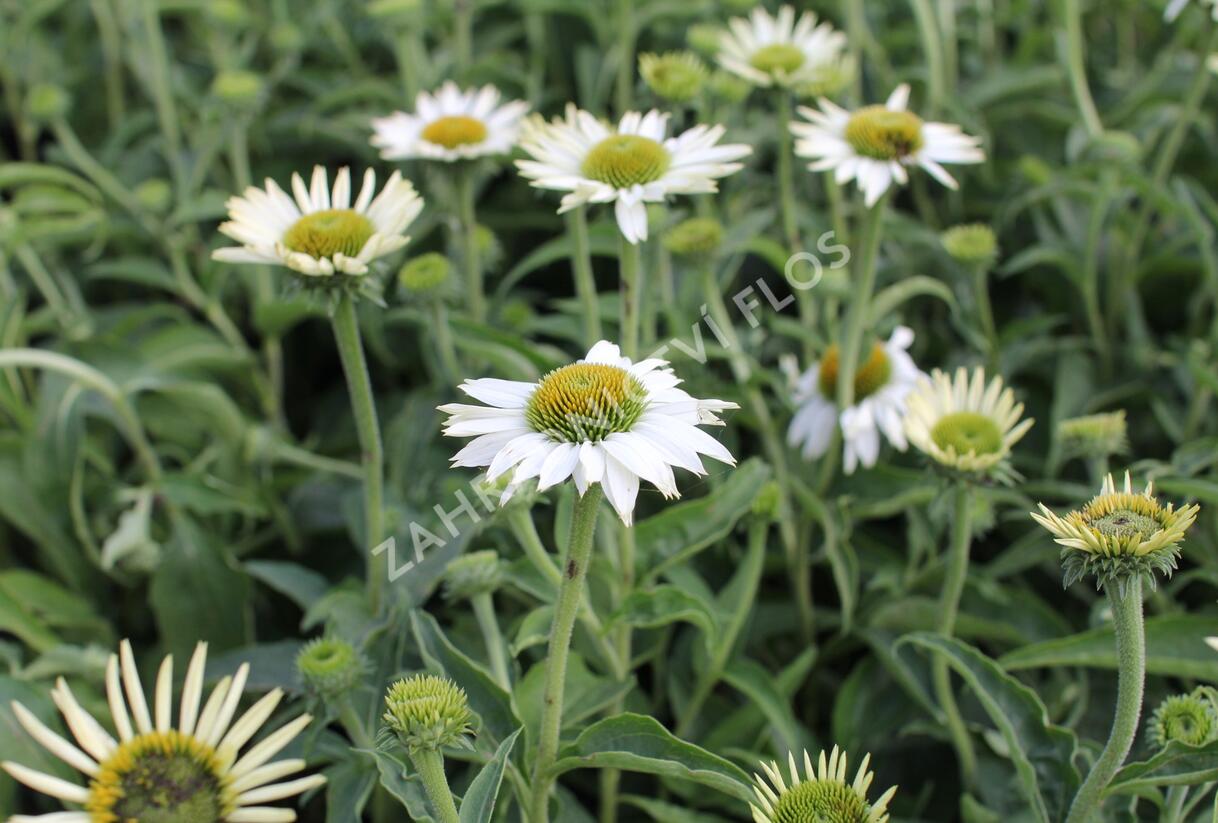 Třapatkovka nachová 'PollyNation White' - Echinacea purpurea 'PollyNation White'