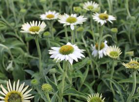 Třapatkovka nachová 'PollyNation White' - Echinacea purpurea 'PollyNation White'