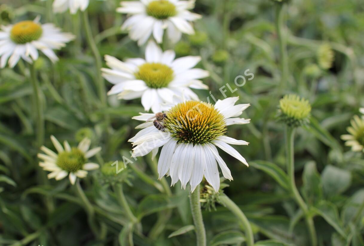 Třapatkovka nachová 'PollyNation White' - Echinacea purpurea 'PollyNation White'