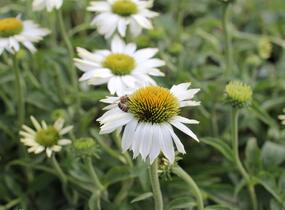 Třapatkovka nachová 'PollyNation White' - Echinacea purpurea 'PollyNation White'