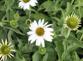 Třapatkovka nachová 'PollyNation White' - Echinacea purpurea 'PollyNation White'