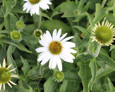 Třapatkovka nachová 'PollyNation White'