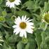 Echinacea purpurea 'PollyNation White'.JPG