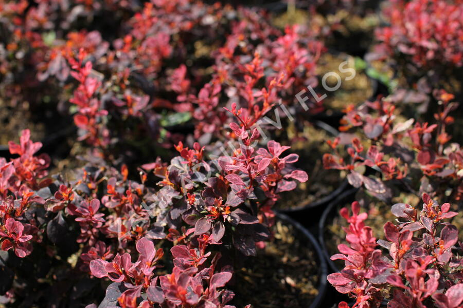 Dřišťál Thunbergův 'Inspiration' - Berberis thunbergii 'Inspiration'