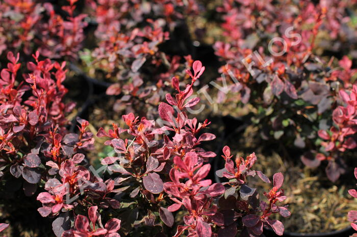 Dřišťál Thunbergův 'Inspiration' - Berberis thunbergii 'Inspiration'