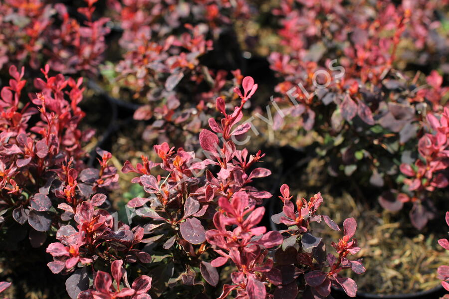 Dřišťál Thunbergův 'Inspiration' - Berberis thunbergii 'Inspiration'