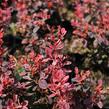 Dřišťál Thunbergův 'Inspiration' - Berberis thunbergii 'Inspiration'