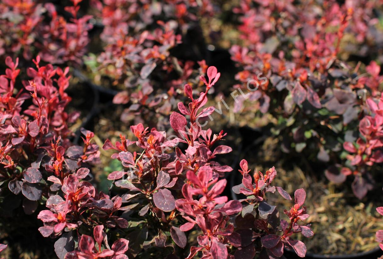 Dřišťál Thunbergův 'Inspiration' - Berberis thunbergii 'Inspiration'