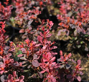 Dřišťál Thunbergův 'Inspiration' - Berberis thunbergii 'Inspiration'