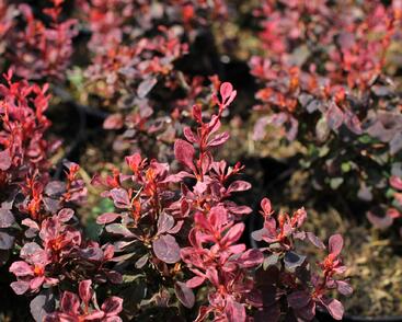 Dřišťál Thunbergův 'Inspiration'