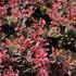 Berberis thunbergii 'Inspiration'.JPG