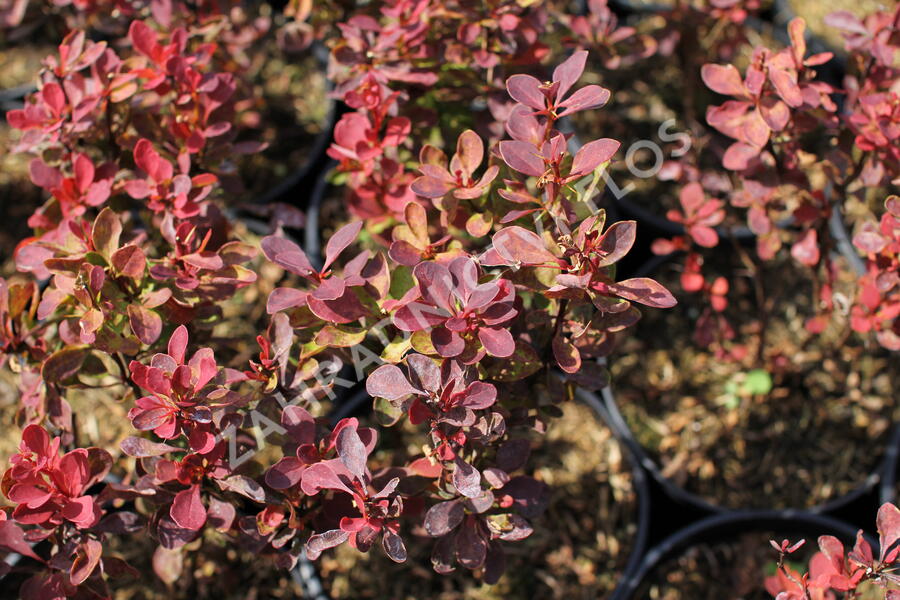 Dřišťál Thunbergův 'Red Compact' - Berberis thunbergii 'Red Compact'