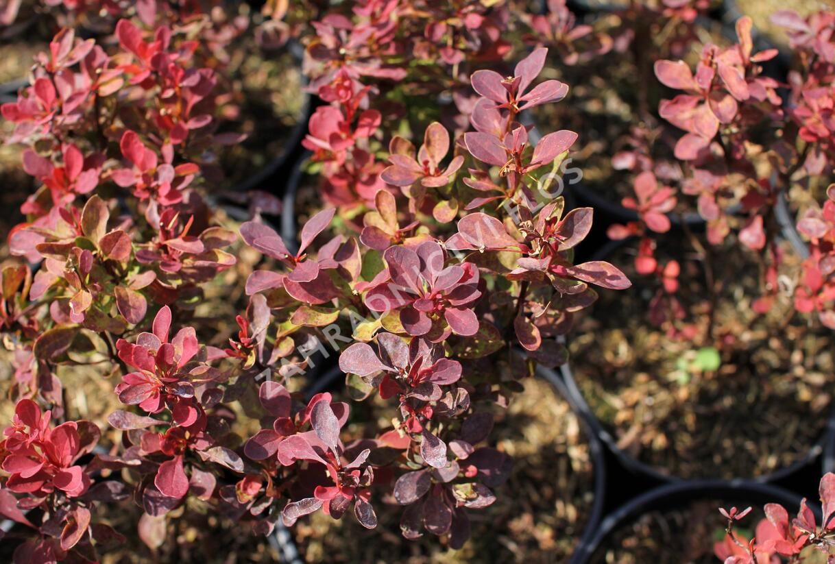 Dřišťál Thunbergův 'Red Compact' - Berberis thunbergii 'Red Compact'