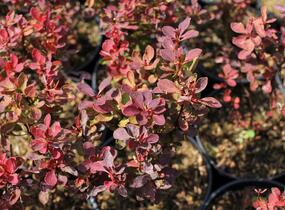 Dřišťál Thunbergův 'Red Compact' - Berberis thunbergii 'Red Compact'