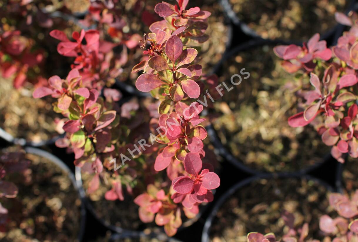 Dřišťál Thunbergův 'Red Compact' - Berberis thunbergii 'Red Compact'