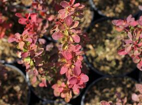 Dřišťál Thunbergův 'Red Compact' - Berberis thunbergii 'Red Compact'