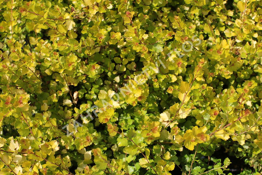 Bříza trpasličí 'Golden Treasure' - Betula nana 'Golden Treasure'