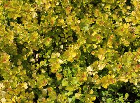 Bříza trpasličí 'Golden Treasure' - Betula nana 'Golden Treasure'