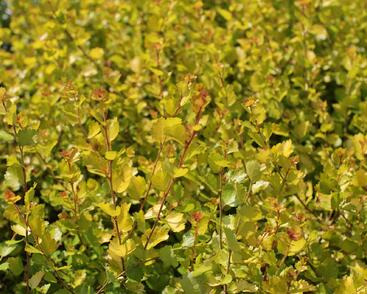 Bříza trpasličí 'Golden Treasure'