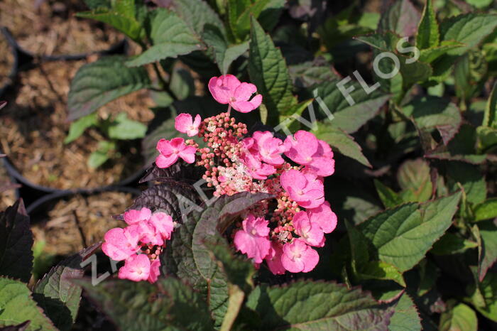 Hortenzie pilovitá 'Daredevil' - Hydrangea serrata 'Daredevil'